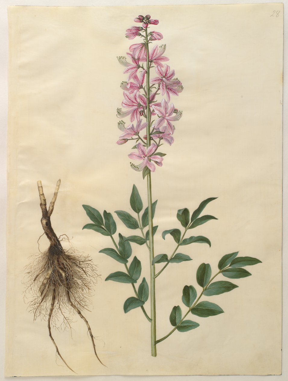 Dictamnus albus بواسطة هانز سيمون هولتزبيكر