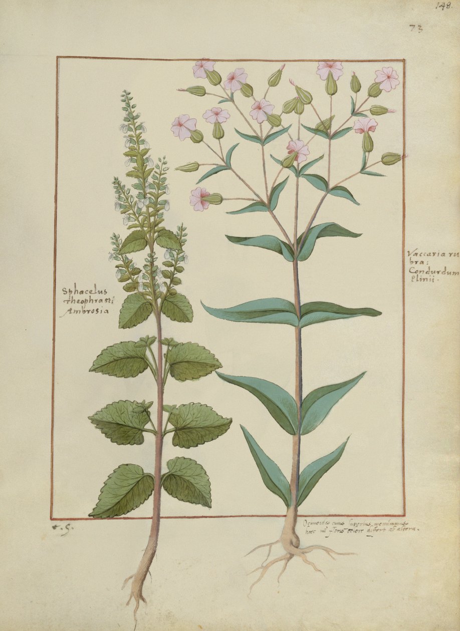 السيدة الاب. Fv VI  1 fol.148r رسم توضيحي من كتاب الأدوية البسيطة لماتياس بلاتيريوس (dc1161) c.1470 بواسطة هانز منجل الساق