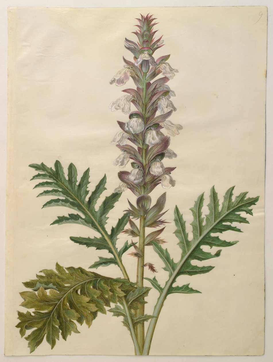 Acanthus mollis من الألبوم Gottorfer Codex ، c.1650 (الغواش على الرق) بواسطة هانز سيمون هولتزبيشر