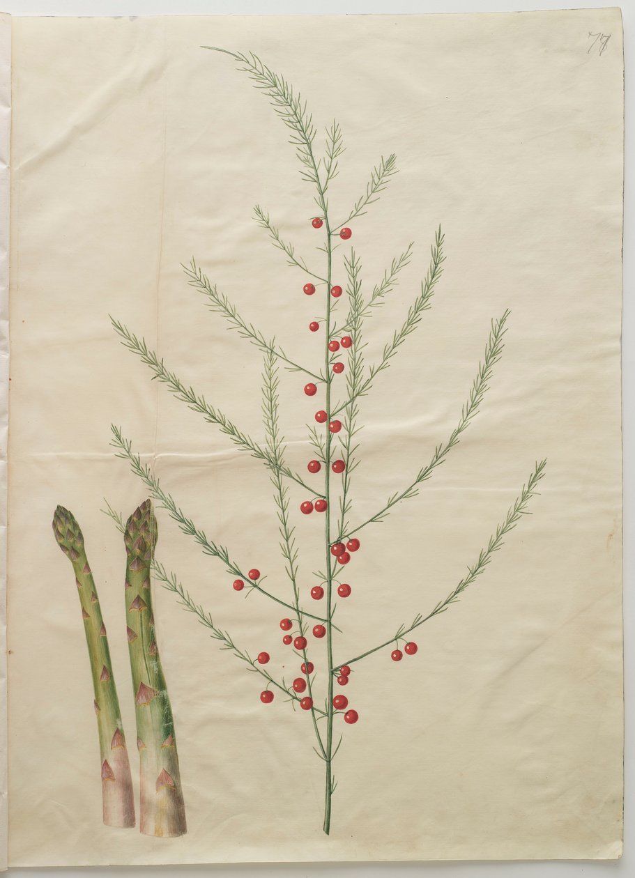 Asparagus officinalis من الألبوم Gottorfer Codex ، c.1650 (الغواش على الرق) بواسطة هانز سيمون هولتزبيشر