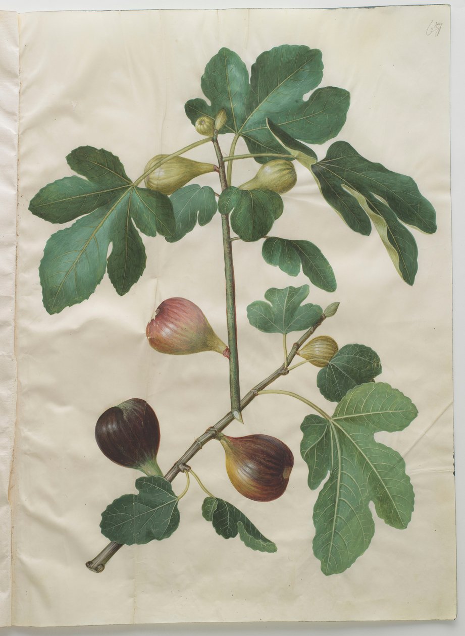 Ficus carica من الألبوم Gottorfer Codex ، c.1650 (الغواش على الرق) بواسطة هانز سيمون هولتزبيشر