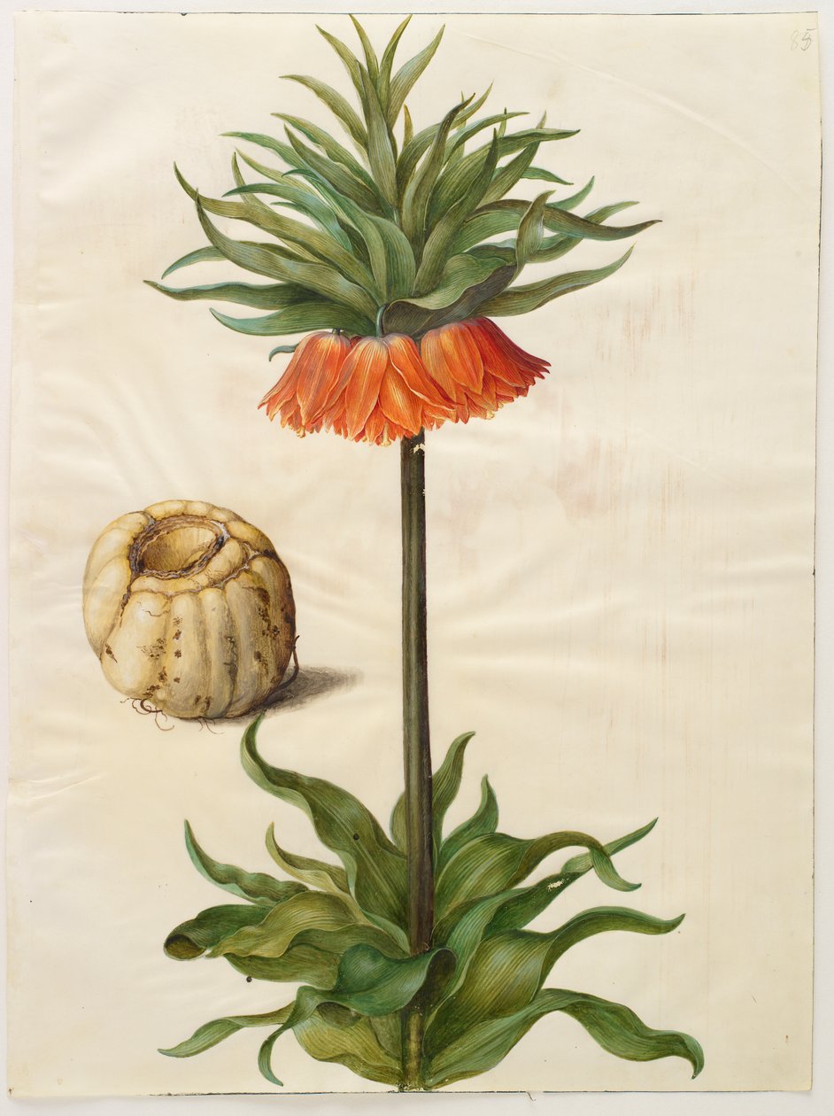 Fritilleria الإمبريالية من الألبوم Gottorfer Codex ، c.1650 (الغواش على الرق) بواسطة هانز سيمون هولتزبيشر