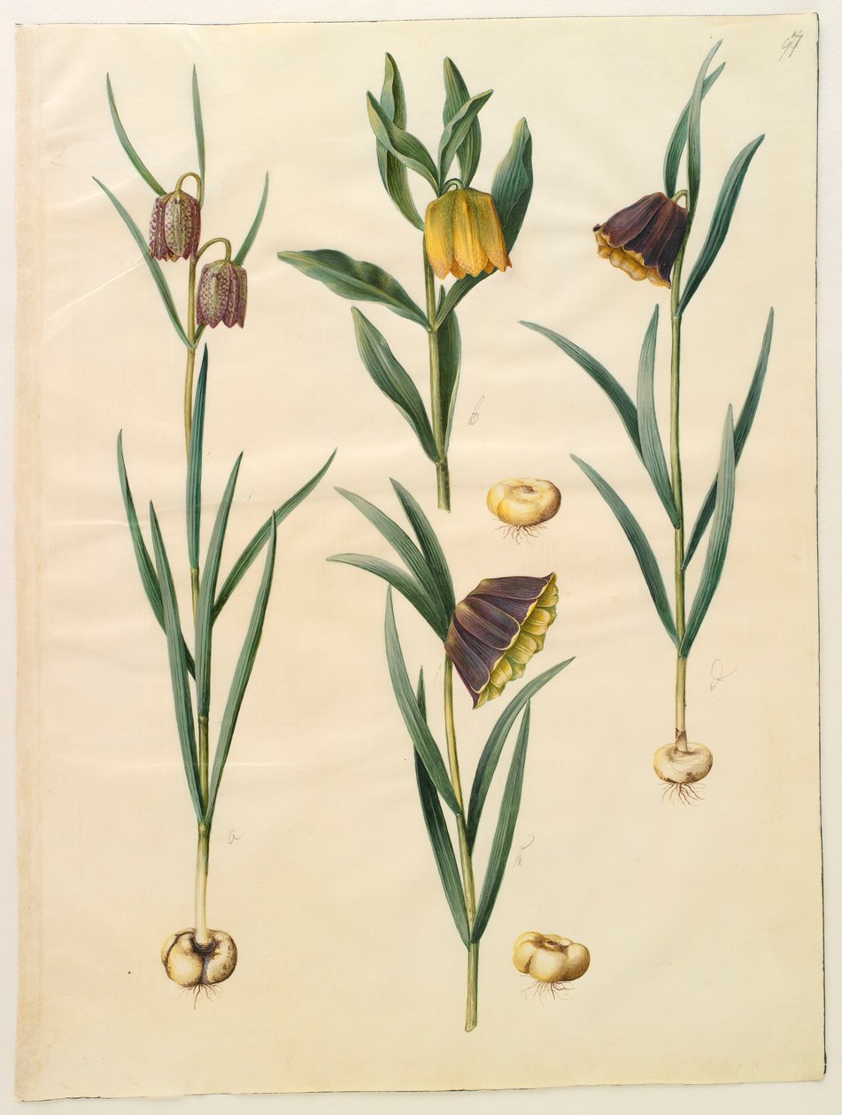 Fritilleria meleagris من الألبوم Gottorfer Codex ، c.1650 (الغواش على الرق) بواسطة هانز سيمون هولتزبيشر