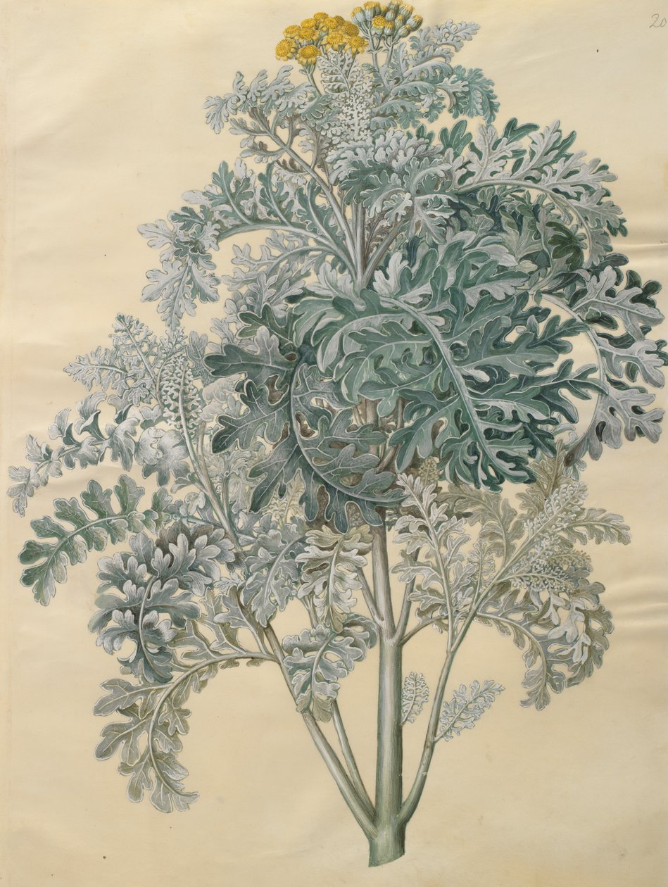Jacobaea maritima من الألبوم Gottorfer Codex ، c.1650 (الغواش على الرق) بواسطة هانز سيمون هولتزبيشر