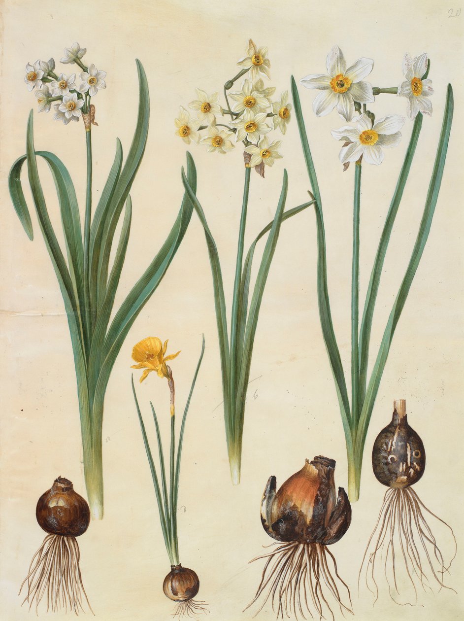 Narcissus tazetta ، Narcissus orientalis and corbularia bulbocodium من الألبوم Gottorfer Codex ، c.1650 (الغواش على الرق) بواسطة هانز سيمون هولتزبيشر