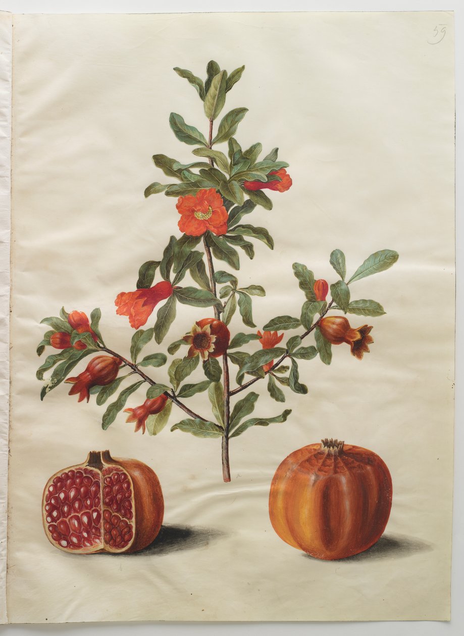 Punica granatum من الألبوم Gottorfer Codex ، c.1650 (الغواش على الرق) بواسطة هانز سيمون هولتزبيشر