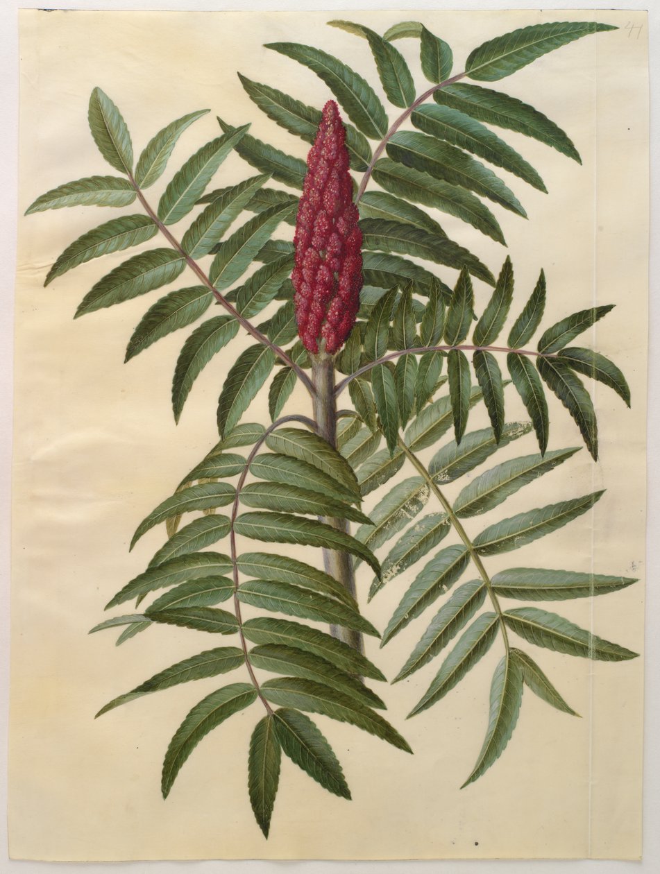 Rhus typhina من الألبوم Gottorfer Codex ، c.1650 (الغواش على الرق) بواسطة هانز سيمون هولتزبيشر
