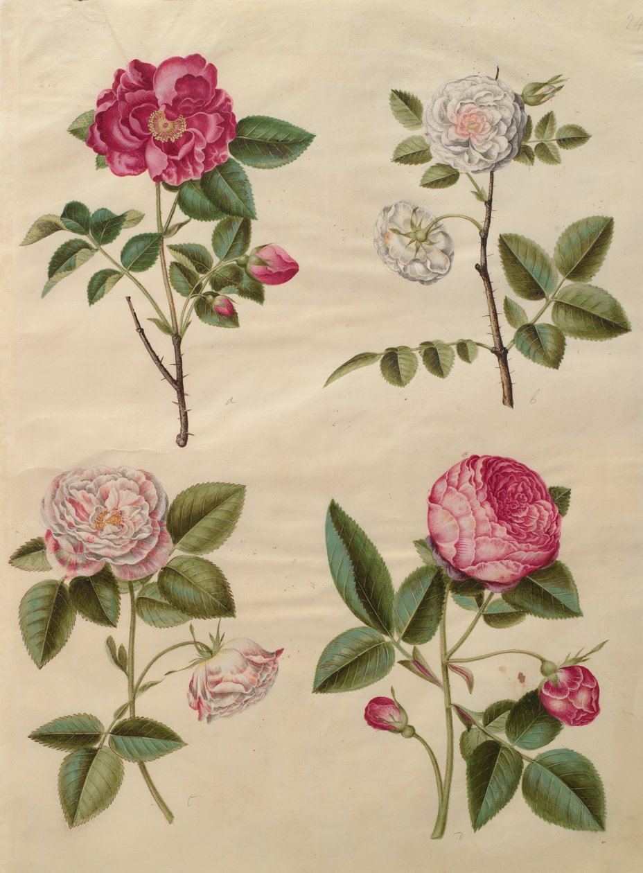 روزا جاليكا من الألبوم Gottorfer Codex ، c.1650 (الغواش على الرق) بواسطة هانز سيمون هولتزبيشر