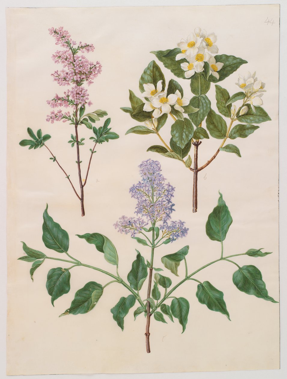 Syringa persica ، philadelphus coronarius و syringa vulgaris من الألبوم Gottorfer Codex ، c.1650 (الغواش على الرق) بواسطة هانز سيمون هولتزبيشر