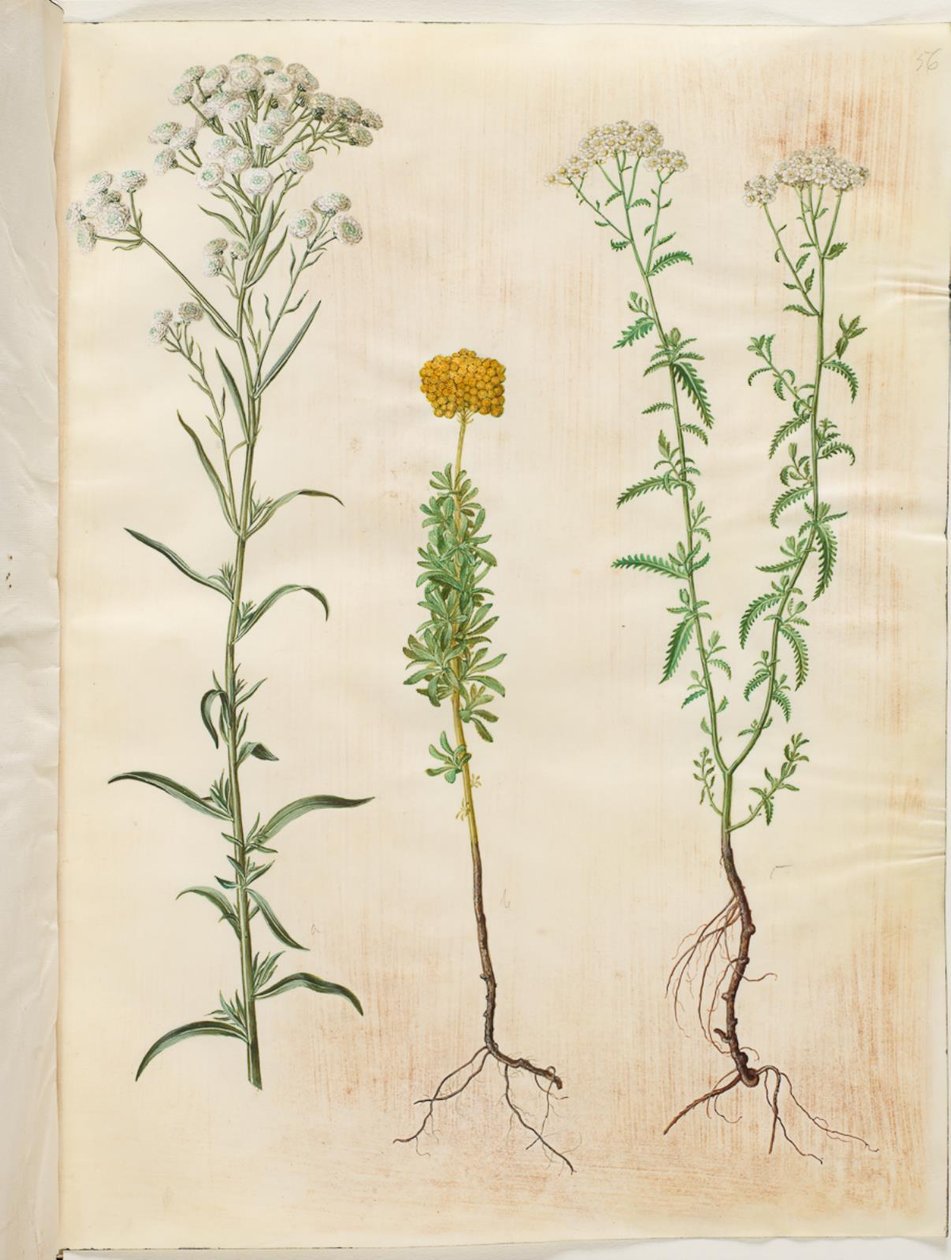 Achillea ptarmica (زر اليارو الفضي) ؛ أكيليا أجيراتوم (بلسم يارو) ؛ أكيليا ميليفوليوم (اليارو الشائع) بواسطة هانز سيمون هولتزبيكر