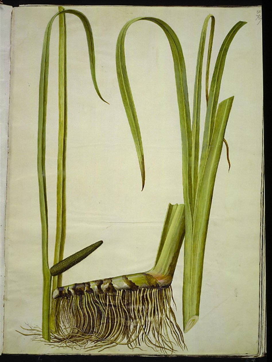 Acorus kalmus (almindelig kalmus) بواسطة هانز سيمون هولتزبيكر