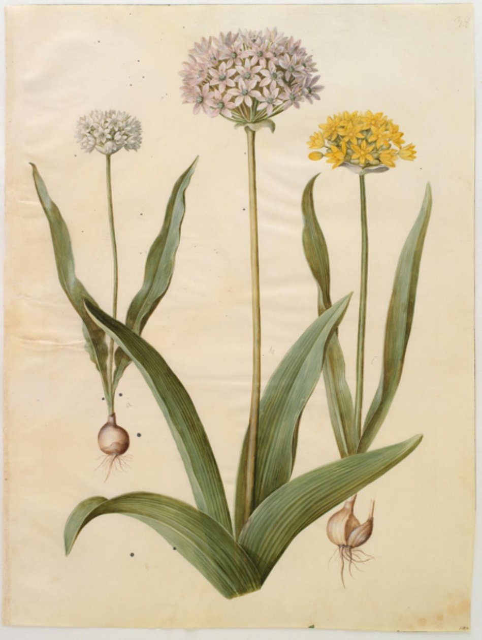 أليوم مولي (بصل ذهبي) ؛ Allium nigrum (بصل أسود) بواسطة هانز سيمون هولتزبيكر