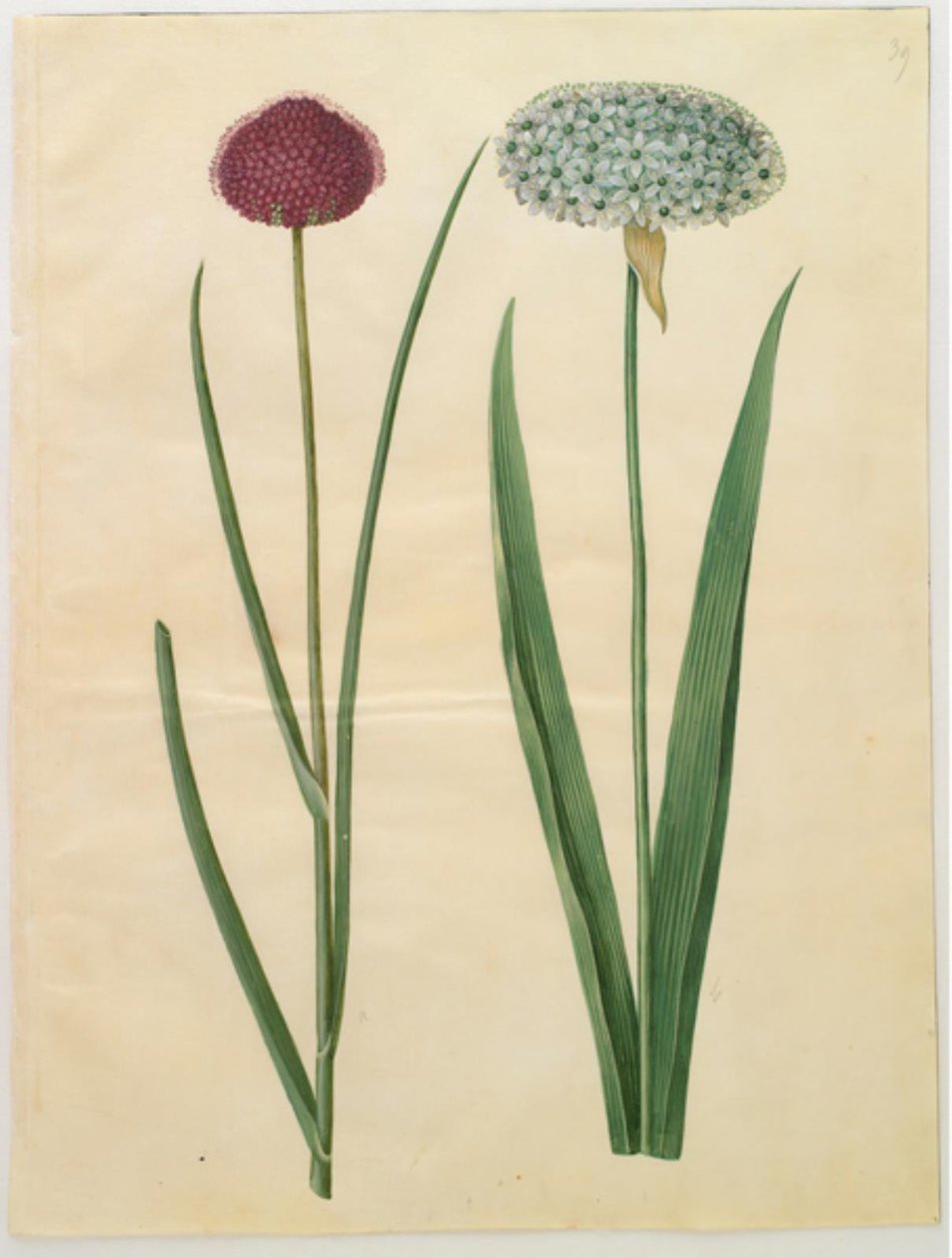 Allium sphaerocephalon (بصل البحر الأبيض المتوسط) ؛ Allium nigrum (بصل أسود) بواسطة هانز سيمون هولتزبيكر