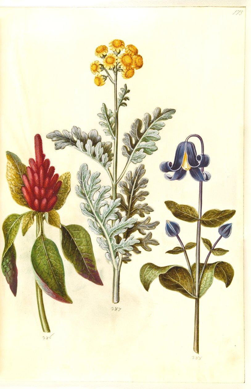 قطيفة دموية (قطيفة حمراء) ؛ Jacobea maritima (gråblad) ؛ ياسمين انتجريفوليا (blå staudeklematis) بواسطة هانز سيمون هولتزبيكر