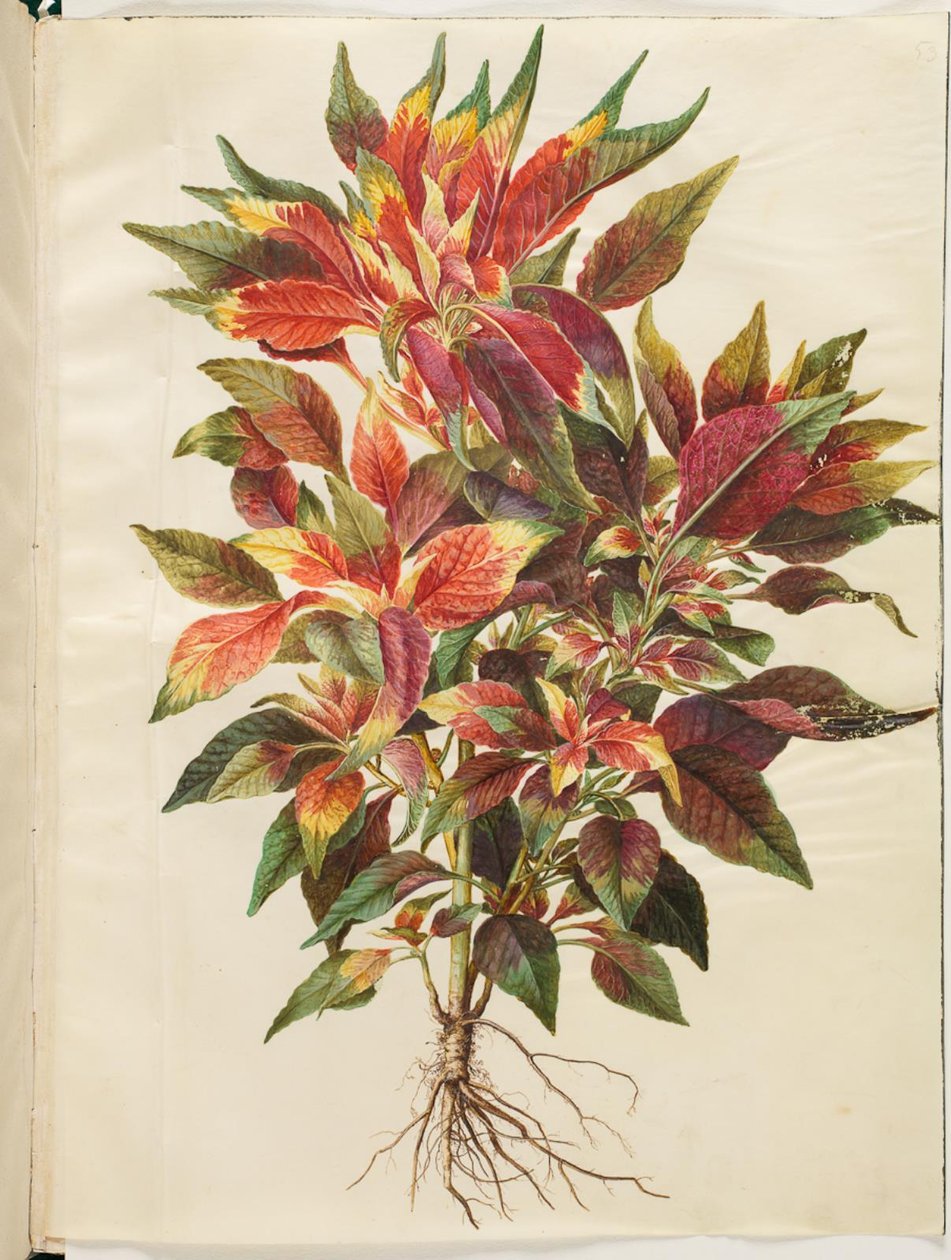Amaranthus الالوان الثلاثة (ببغاء قطيفة) بواسطة هانز سيمون هولتزبيكر