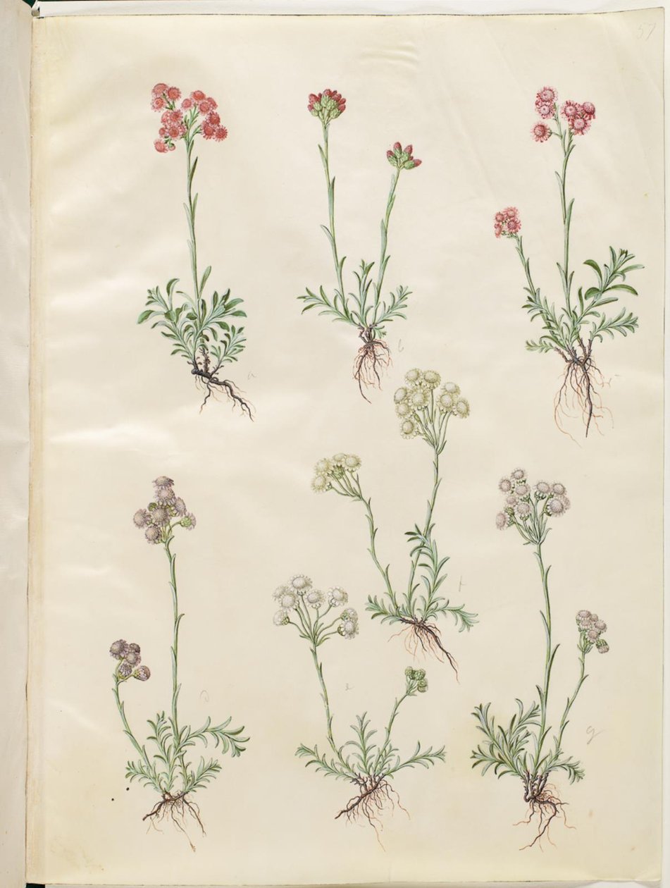Antennaria dioica (قدم القطط الشائعة) بواسطة هانز سيمون هولتزبيكر