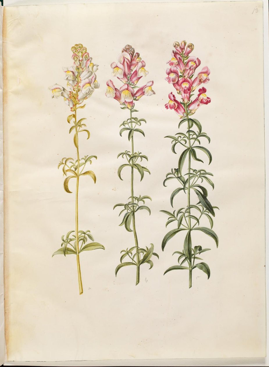 Antirrhinus Majus (have-løvemund) بواسطة هانز سيمون هولتزبيكر