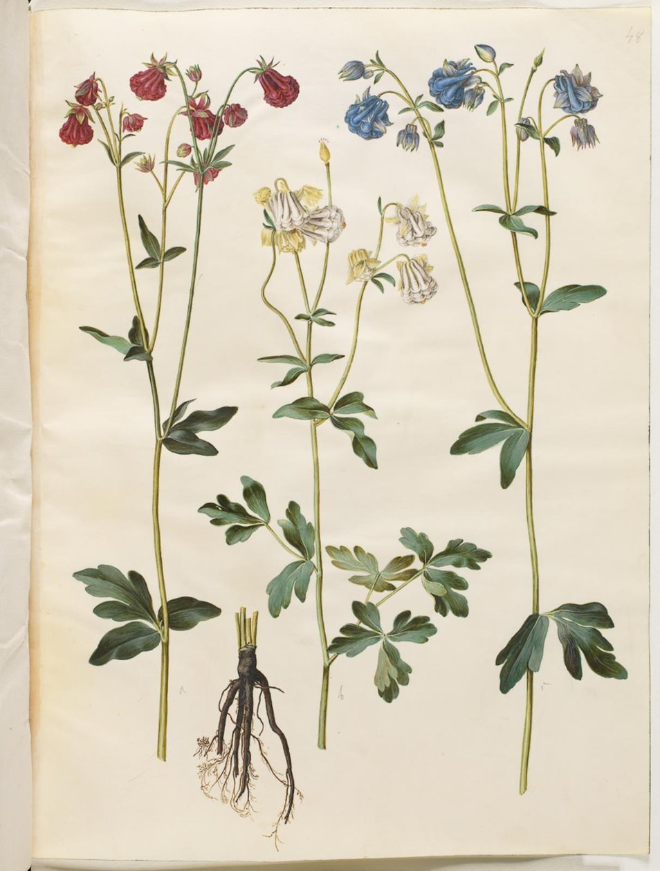 Aquilegia vulgaris (كولومبين شائع) بواسطة هانز سيمون هولتزبيكر