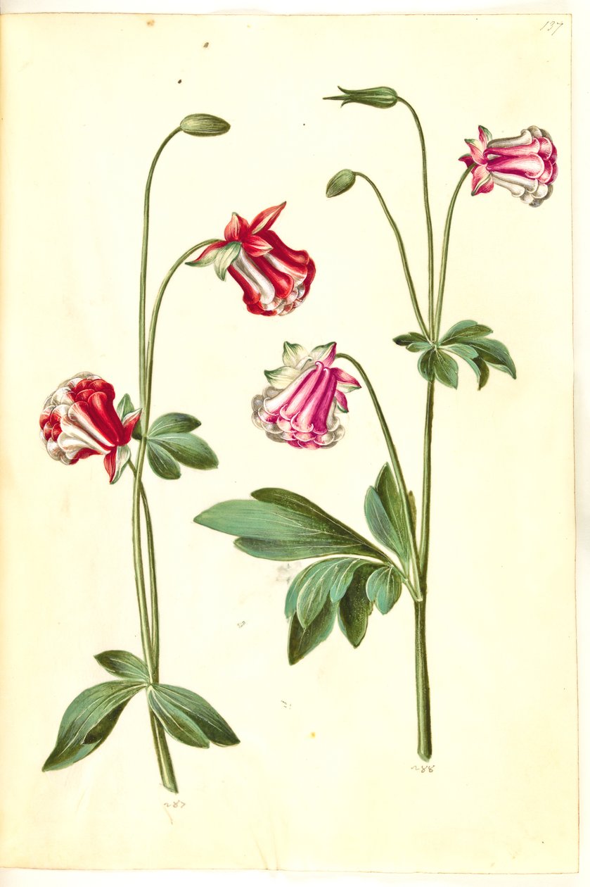 Aquilegia vulgaris (كولومبين شائع) بواسطة هانز سيمون هولتزبيكر