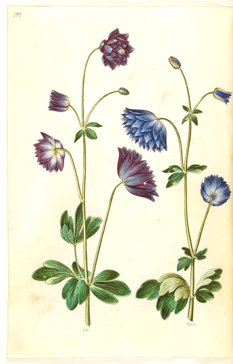 Aquilegia vulgaris (كولومبين شائع) بواسطة هانز سيمون هولتزبيكر
