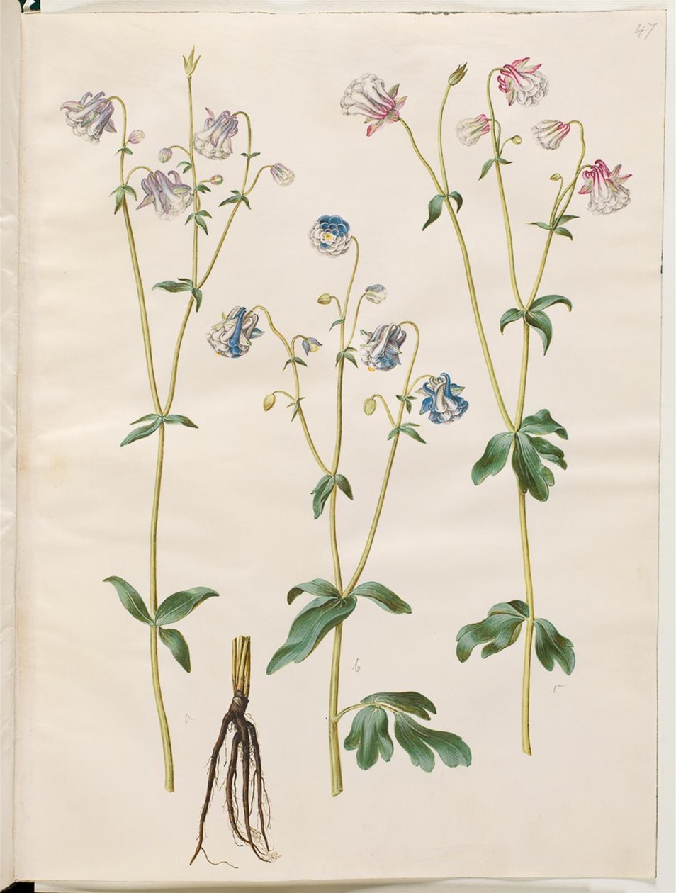 Aquilegia vulgaris (كولومبين شائع) بواسطة هانز سيمون هولتزبيكر