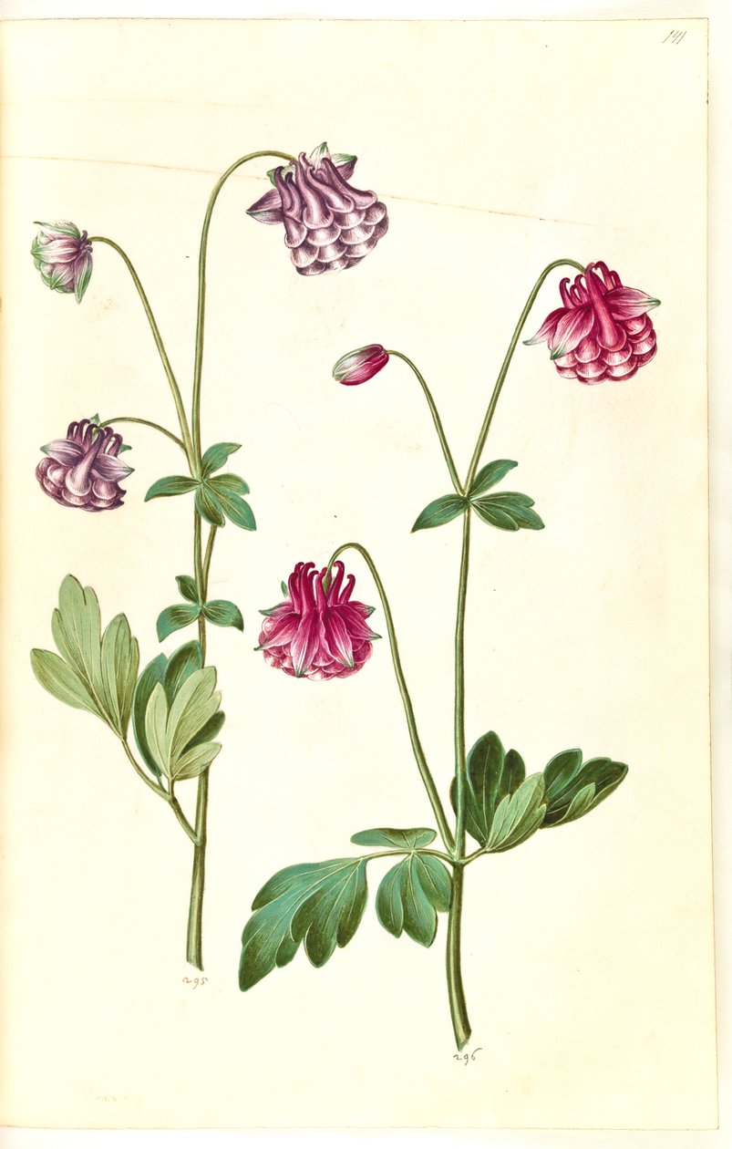 Aquilegia vulgaris (كولومبين شائع) بواسطة هانز سيمون هولتزبيكر