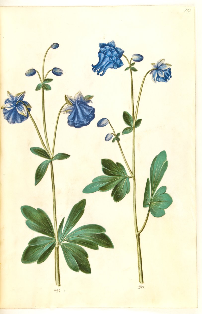 Aquilegia vulgaris (كولومبين شائع) بواسطة هانز سيمون هولتزبيكر