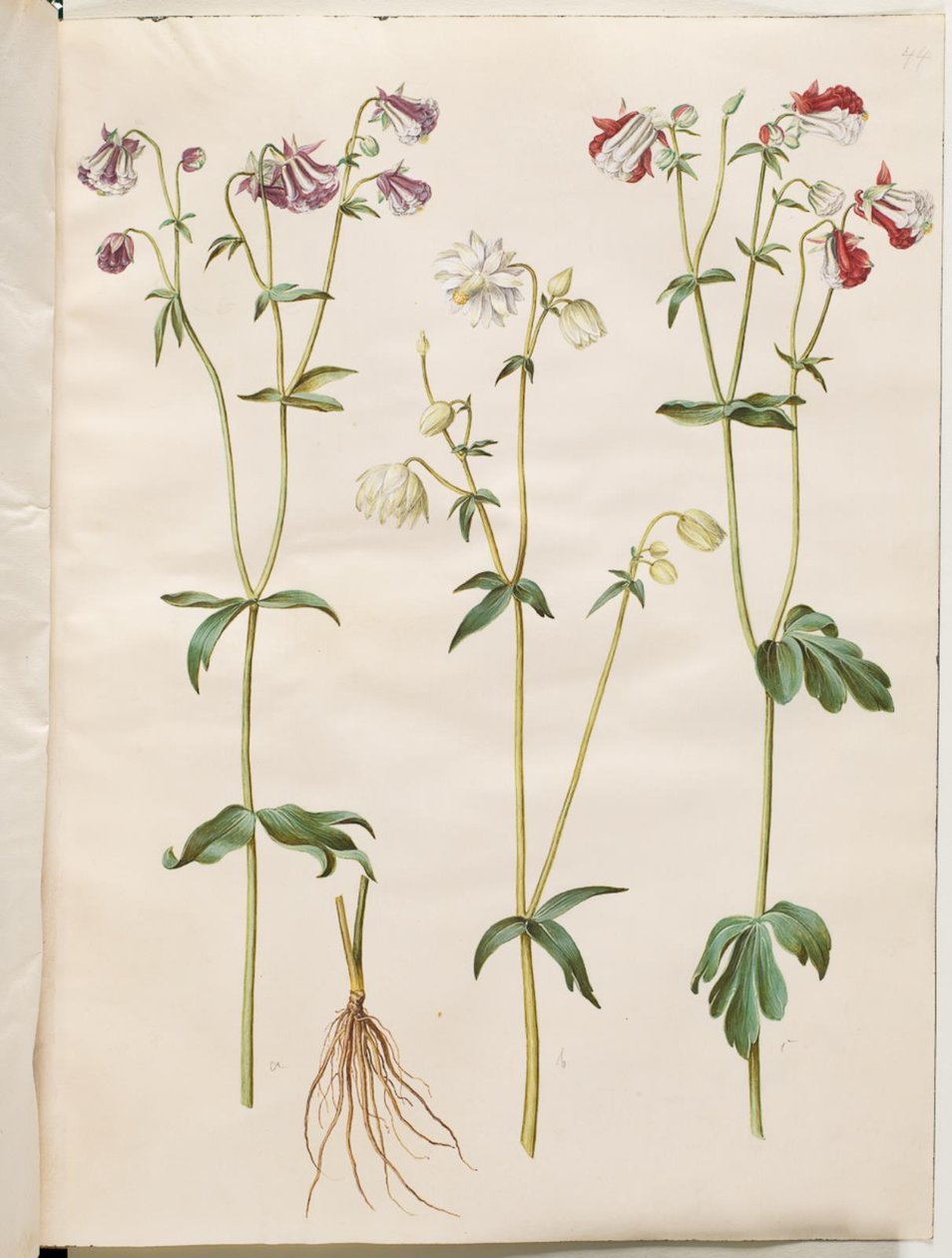 Aquilegia vulgaris (كولومبين شائع) بواسطة هانز سيمون هولتزبيكر