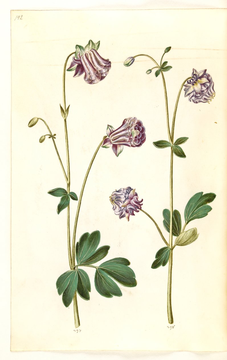 Aquilegia vulgaris (كولومبين شائع) بواسطة هانز سيمون هولتزبيكر
