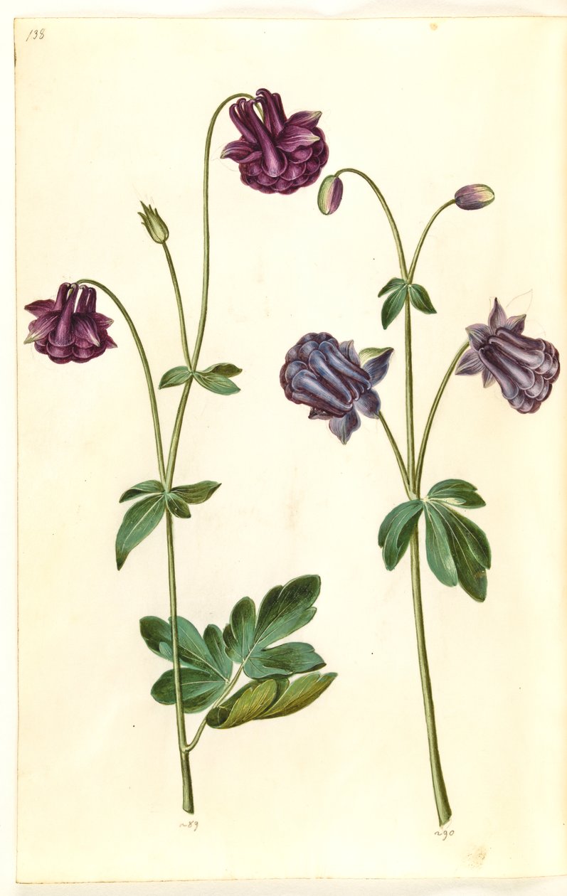 Aquilegia vulgaris (كولومبين شائع) بواسطة هانز سيمون هولتزبيكر