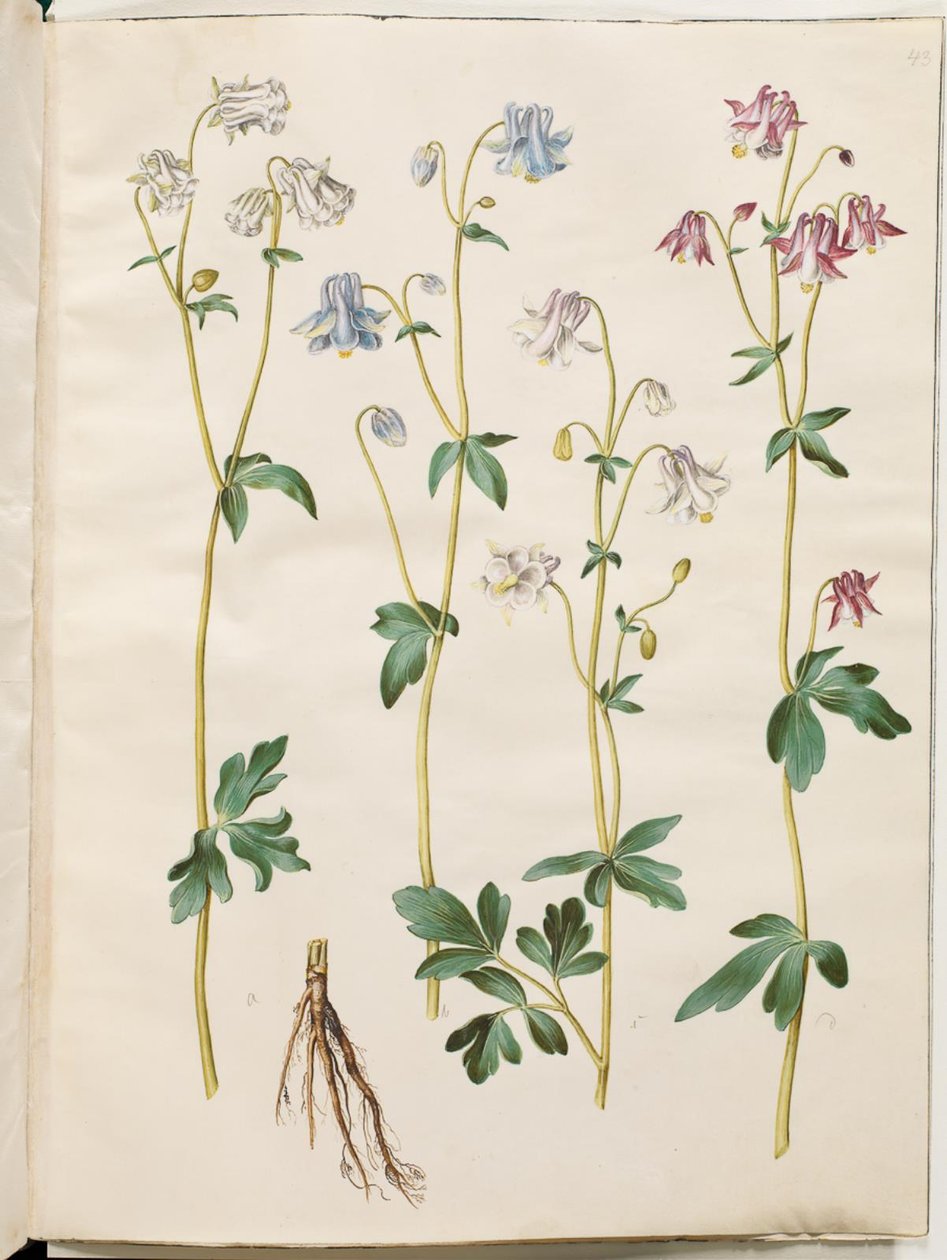 Aquilegia vulgaris (كولومبين شائع) بواسطة هانز سيمون هولتزبيكر