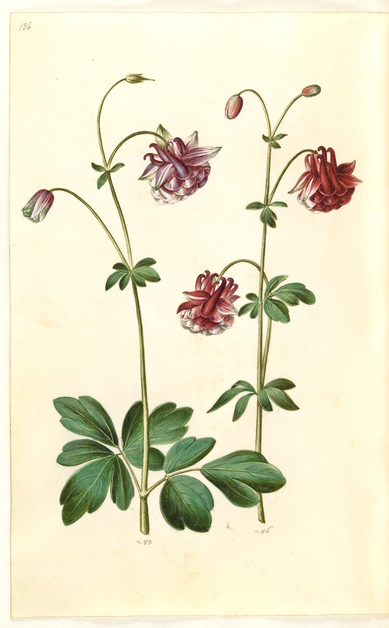 Aquilegia vulgaris (كولومبين شائع) بواسطة هانز سيمون هولتزبيكر