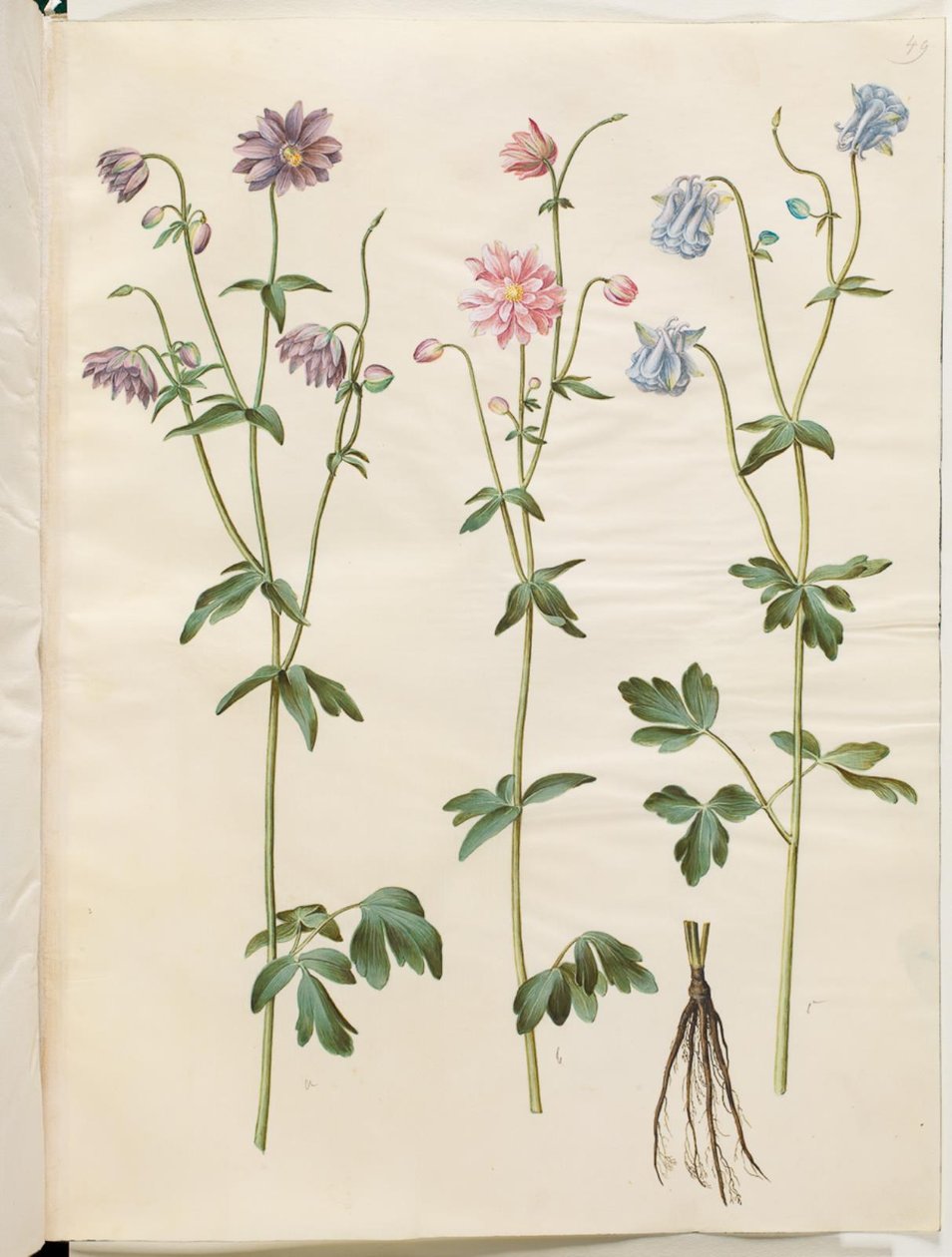 Aquilegia vulgaris (كولومبين شائع) بواسطة هانز سيمون هولتزبيكر