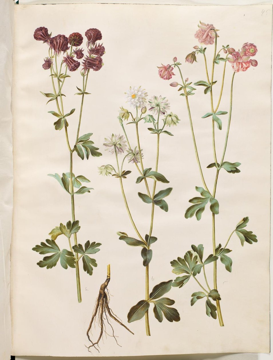 Aquilegia vulgaris (كولومبين شائع) بواسطة هانز سيمون هولتزبيكر