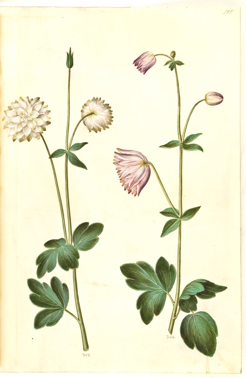 Aquilegia vulgaris (كولومبين شائع) بواسطة هانز سيمون هولتزبيكر