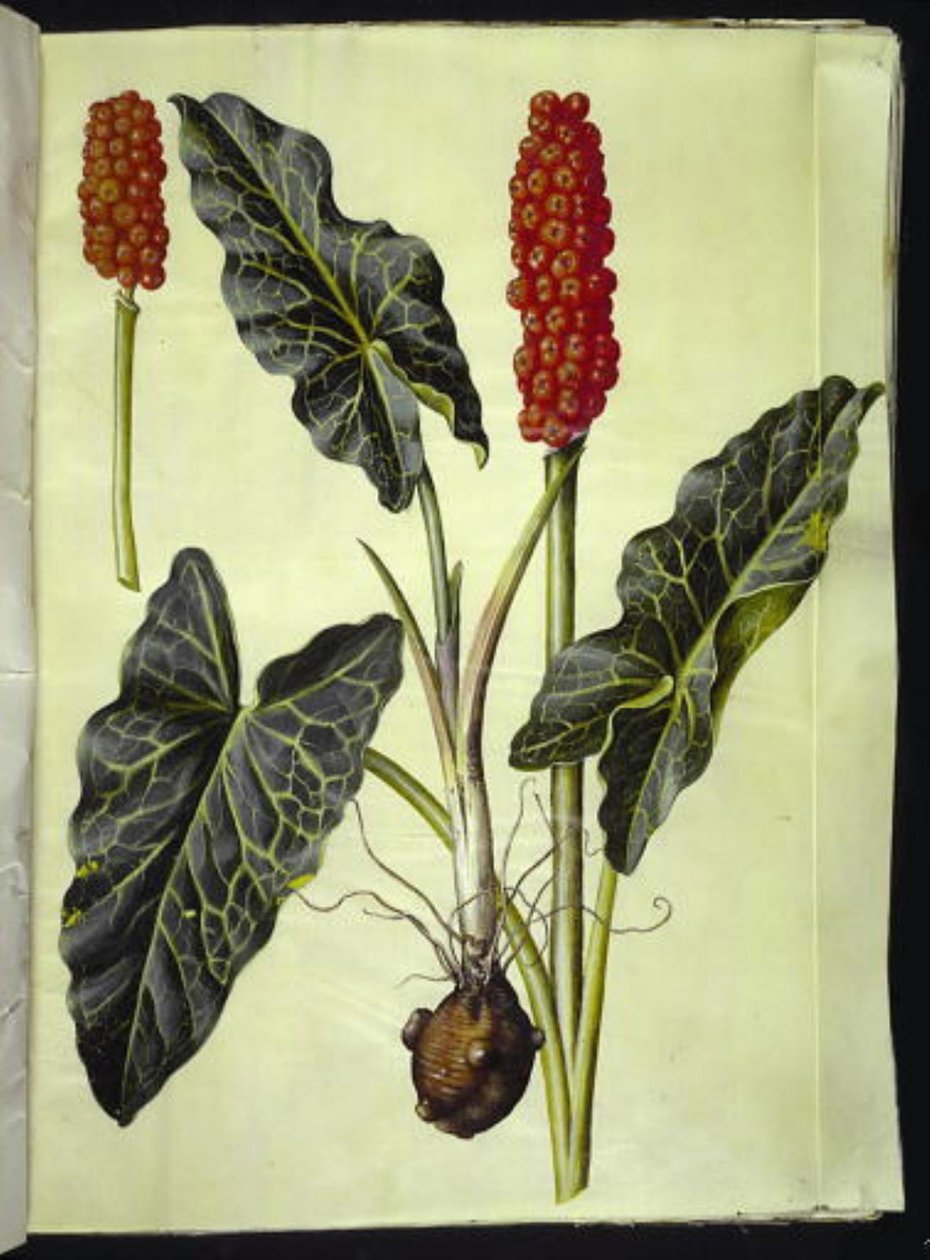 أروم إيطالي (italiensk arum) بواسطة هانز سيمون هولتزبيكر