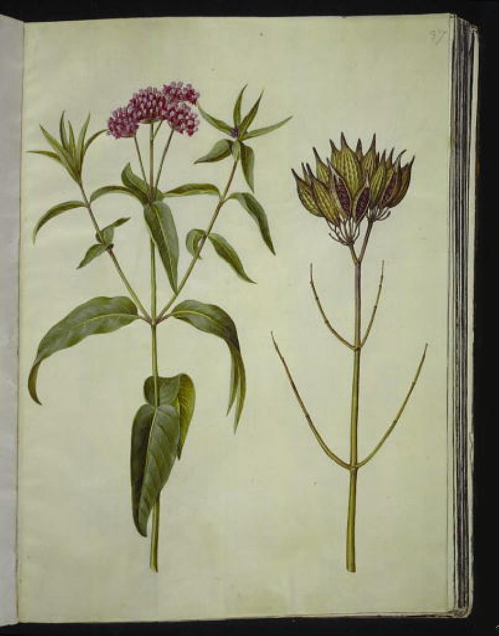 Asclepias incarnata (Rose-silkeplante) بواسطة هانز سيمون هولتزبيكر
