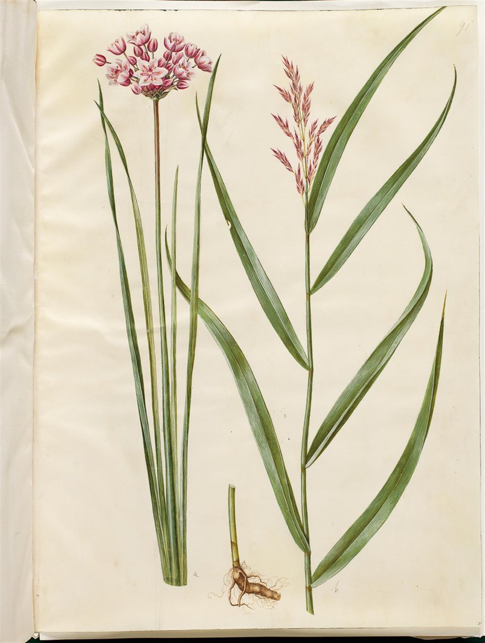 Butomus umbellatus (شمعة العروس) ؛ Phragmites australis (القصب المشترك) بواسطة هانز سيمون هولتزبيكر
