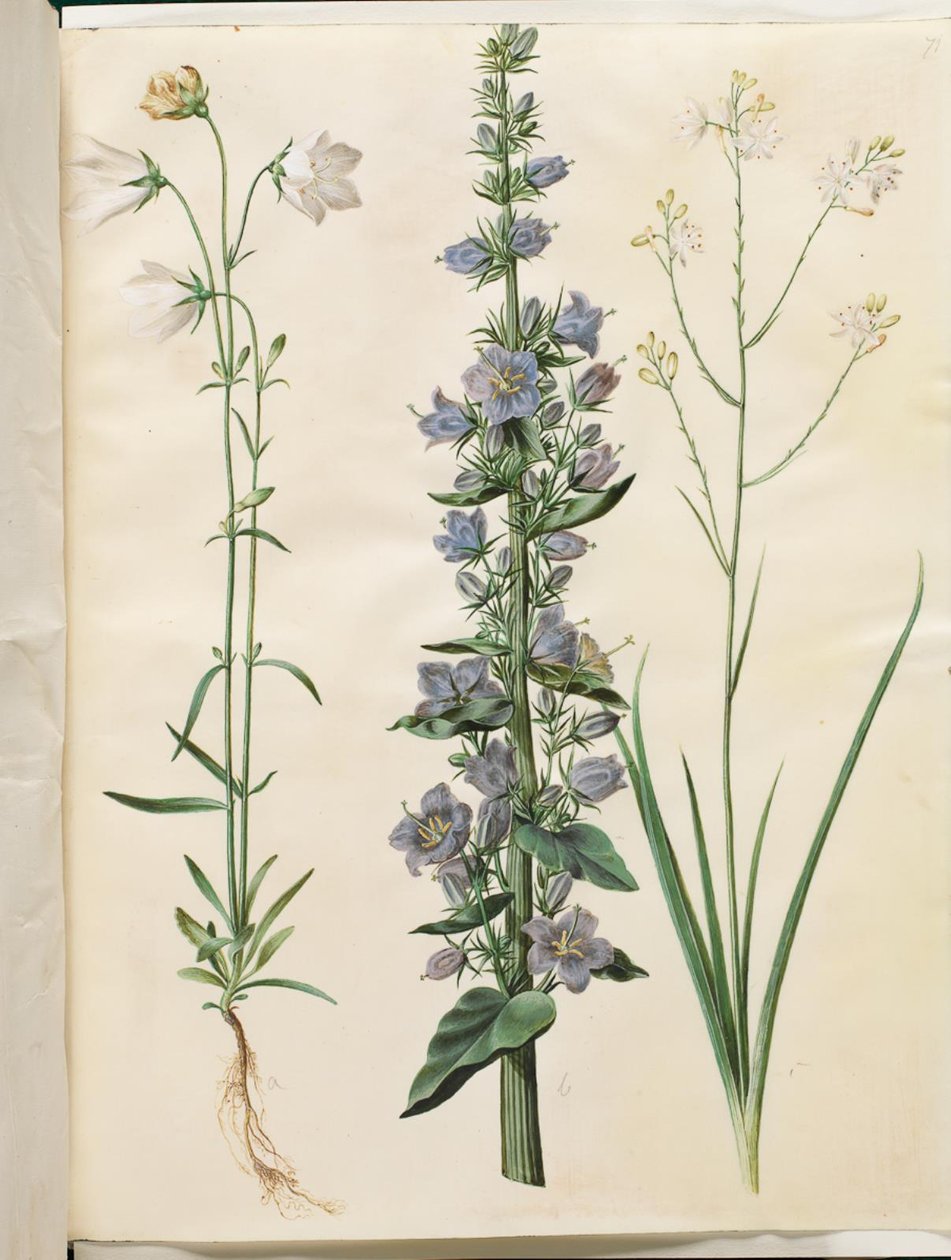 جريس بيرسيسيفوليا (سمالبلاديت كلوك) ؛ الجرس الهرمي (الهرم-كلوك) ؛ Anthericum ramosum (grenet edderkopurt) بواسطة هانز سيمون هولتزبيكر