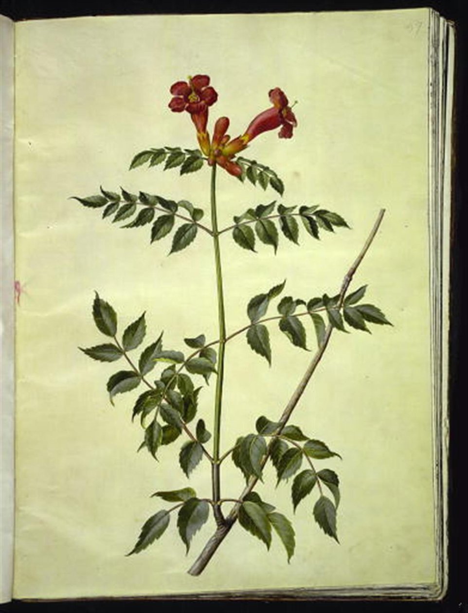 Campsis radicans (زهرة البوق الشائعة) بواسطة هانز سيمون هولتزبيكر