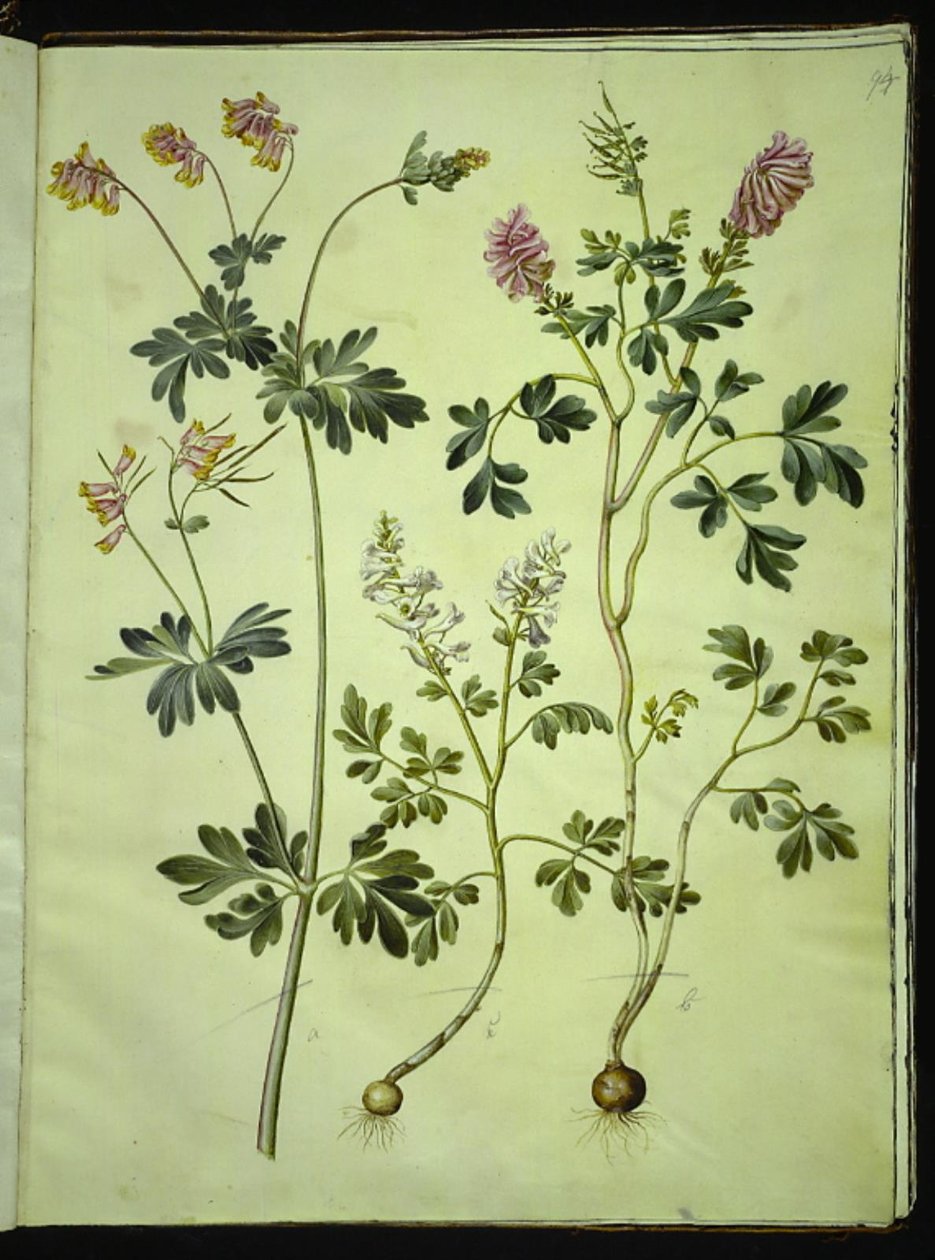 Capnoides sempervirens (المهرج) ؛ Corydalis Solida (لاركسبير طويل الجذعية) بواسطة هانز سيمون هولتزبيكر