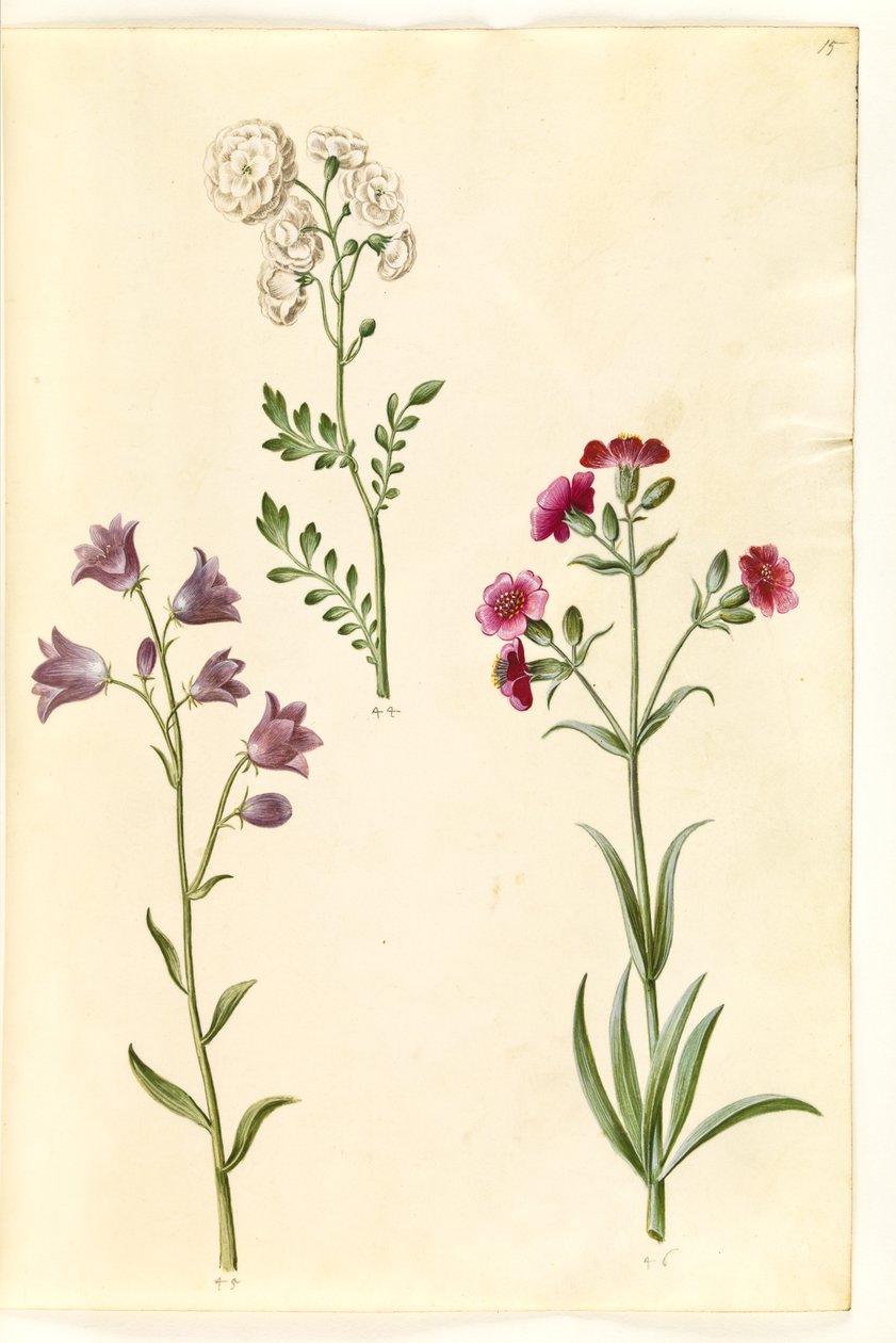 Cardamine pratensis (رشاد) ؛ كامبانولا روتونديفوليا (؟) (جرس صغير) ؛ Silene vulgaris (؟) (عثة المثانة) بواسطة هانز سيمون هولتزبيكر