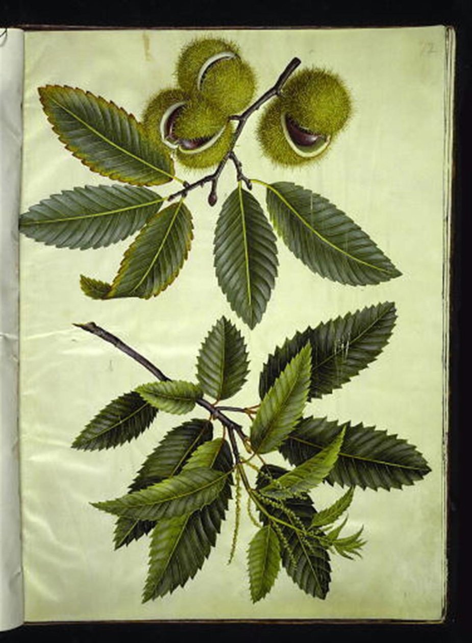 Castanea sativa (كستناء حقيقي) بواسطة هانز سيمون هولتزبيكر