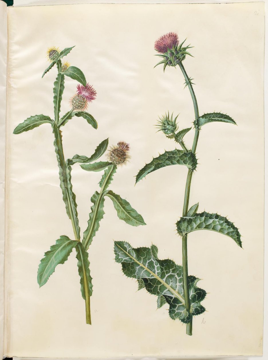 قنطورس سيريديس Silybum marianum (شوك الحليب الشائع) بواسطة هانز سيمون هولتزبيكر