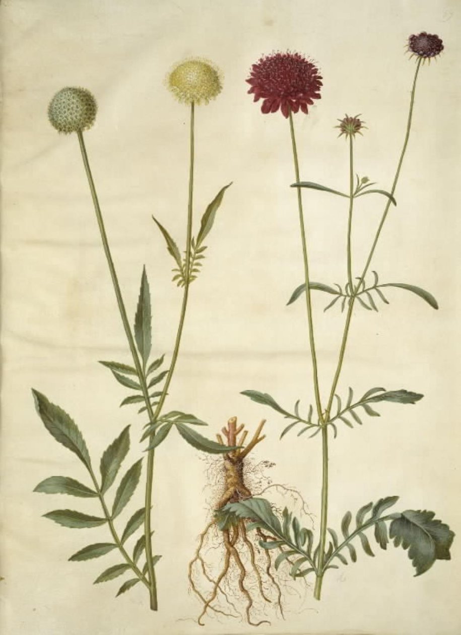 Cephalaria leucantha (رأس مقياس أبيض) ؛ الجرب أتروبوربوريا (زهرة الأرملة) بواسطة هانز سيمون هولتزبيكر