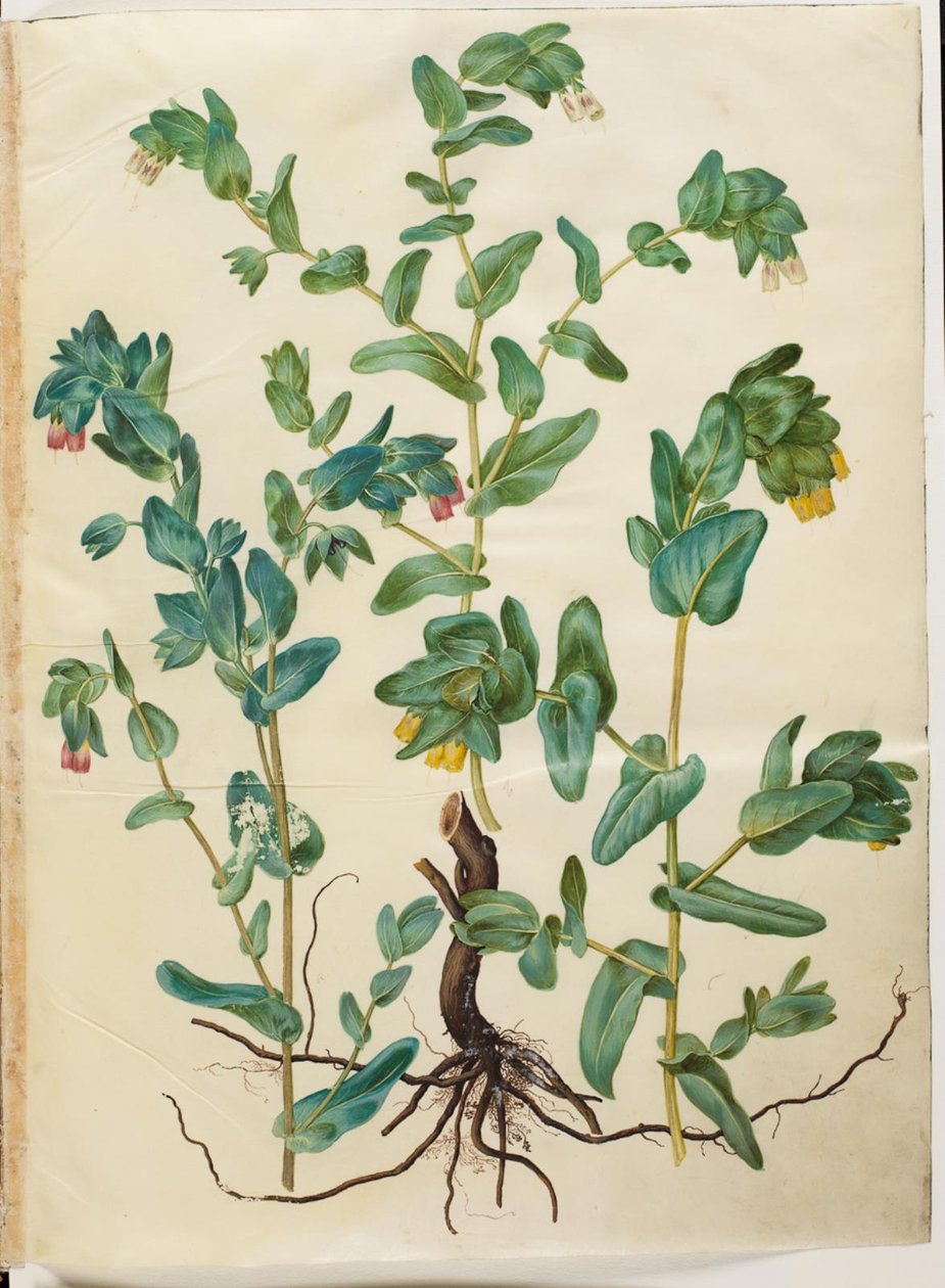 Cerinthe Major (ستور فوكسورت) بواسطة هانز سيمون هولتزبيكر