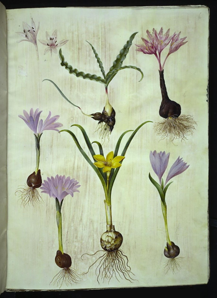 اللحلاح المتنوع (plettet tidløs) ؛ Bulbocodium vernum (vår-lysblomst) ؛ ستيرنبيرجيا لوتيا (ألميندليج سترنبيرجيا) بواسطة هانز سيمون هولتزبيكر