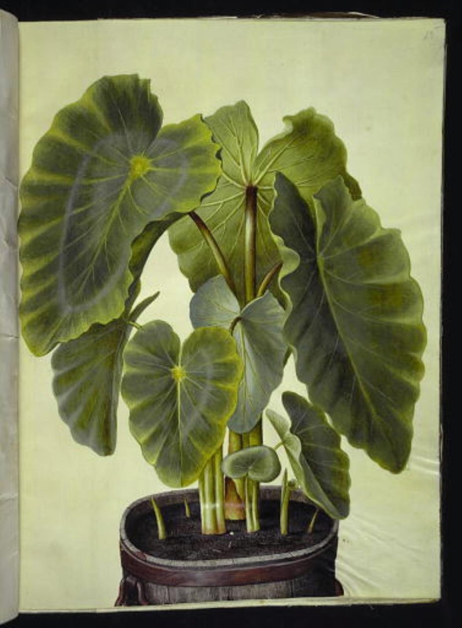 Colocasia esculenta (القلقاس) بواسطة هانز سيمون هولتزبيكر