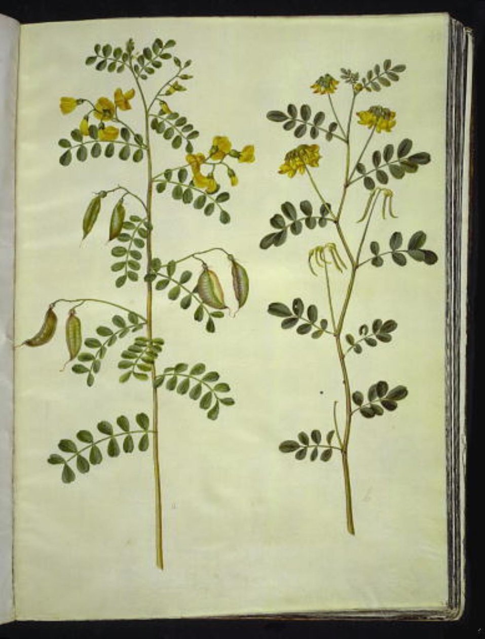 Colutea arborescens (عشبة المثانة الشائعة) ؛ Hippocrepis Emperus (بوش حدوة حصان) بواسطة هانز سيمون هولتزبيكر