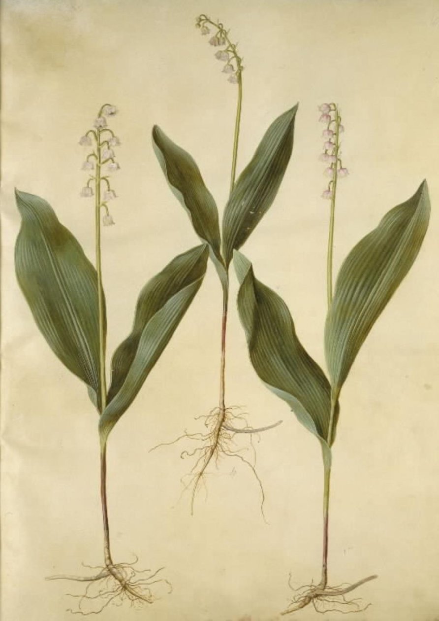 كونفالاريا المجالس (زنبق الزنبق) ؛ Convallaria Majalis (مجموعة متنوعة من زنبق الوادي) بواسطة هانز سيمون هولتزبيكر